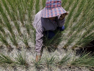 Các nước Đông Nam Á đối mặt với hàng loạt khó khăn khi El Nino quay trở lại
