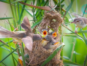 Nơi đàn chim trở về